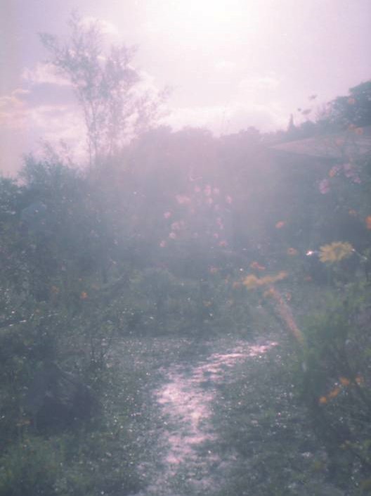 夢のなかのような庭