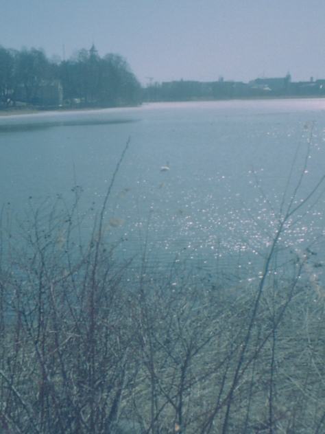 湖をわがものとする白鳥